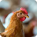 veterinario-megamenu-omnichem